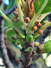 Sideroxylon mirmulans