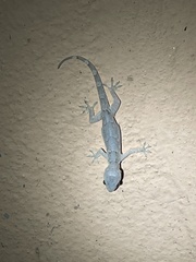 Hemidactylus leschenaultii