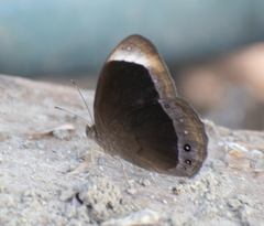 Mycalesis anaxias