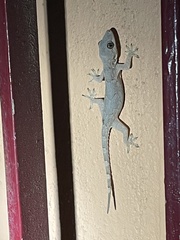 Hemidactylus leschenaultii