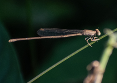 Ceriagrion olivaceum