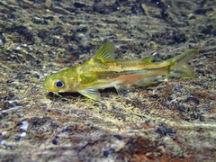 Tachysurus virgatus