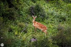 Cervus nippon sichuanicus