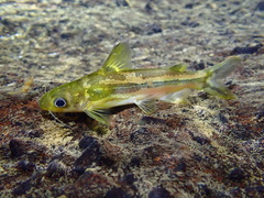 Tachysurus virgatus