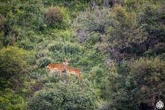 Cervus nippon sichuanicus