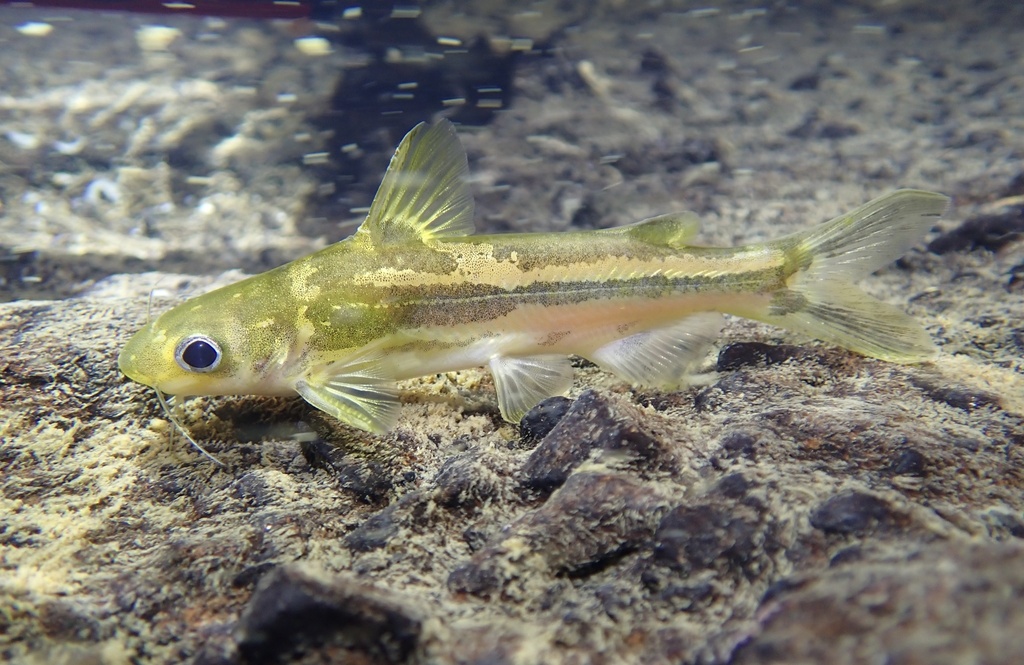 Tachysurus virgatus