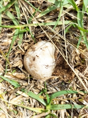 Fungi