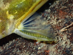 Tachysurus virgatus