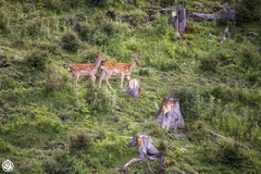 Cervus nippon sichuanicus