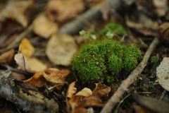 Fissidens bryoides