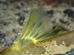 Tachysurus virgatus