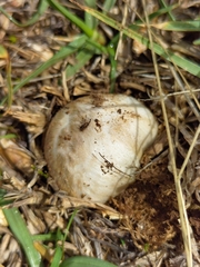 Fungi