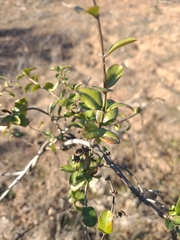 Lonicera subspicata denudata