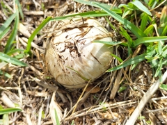 Fungi