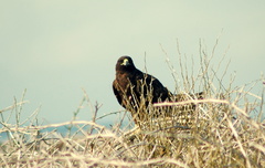 Buteo galapagoensis