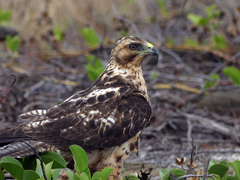 Buteo galapagoensis