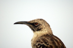Mimus parvulus