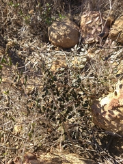 Pellaea andromedifolia