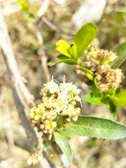 Baccharis