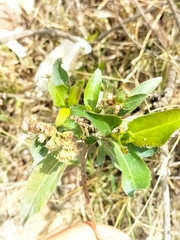 Baccharis
