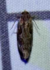 Phaecasiophora confixana