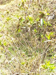 Baccharis