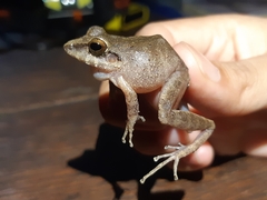 Pristimantis skydmainos