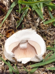 Fungi