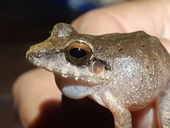 Pristimantis skydmainos