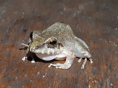 Pristimantis skydmainos