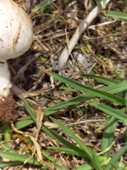 Fungi