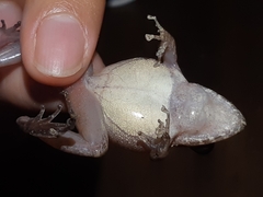 Pristimantis skydmainos