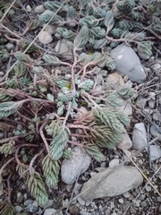 Petrosedum