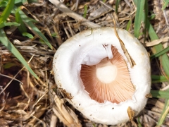 Fungi
