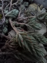 Petrosedum
