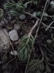Petrosedum