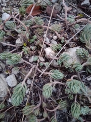 Petrosedum