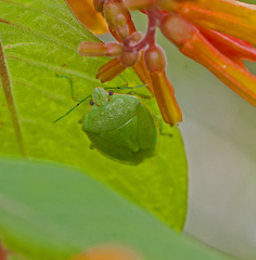 Chinavia marginata