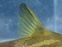 Tachysurus virgatus