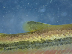 Tachysurus virgatus