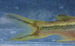 Tachysurus virgatus