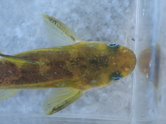 Tachysurus virgatus