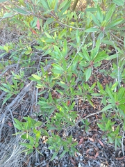 Heteromeles arbutifolia