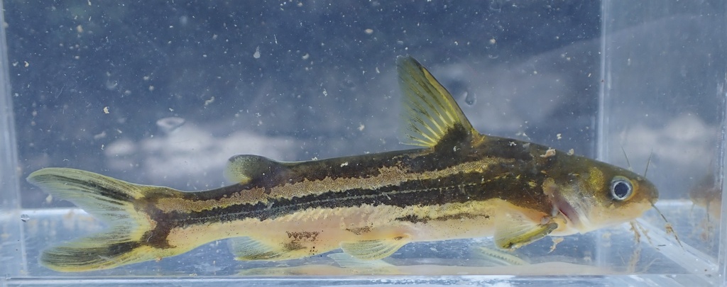 Striped bagrid (Tachysurus virgatus) — Bagridae
