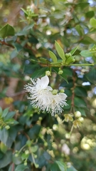 Metrosideros stipularis