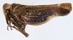 Colpoptera caldwelli