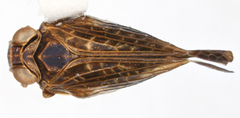Colpoptera caldwelli