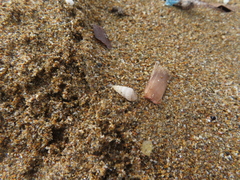 Cochlicella