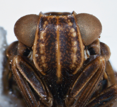 Colpoptera caldwelli