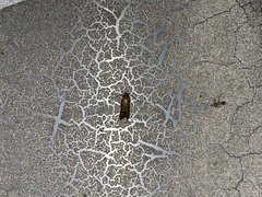 Tachystola hemisema